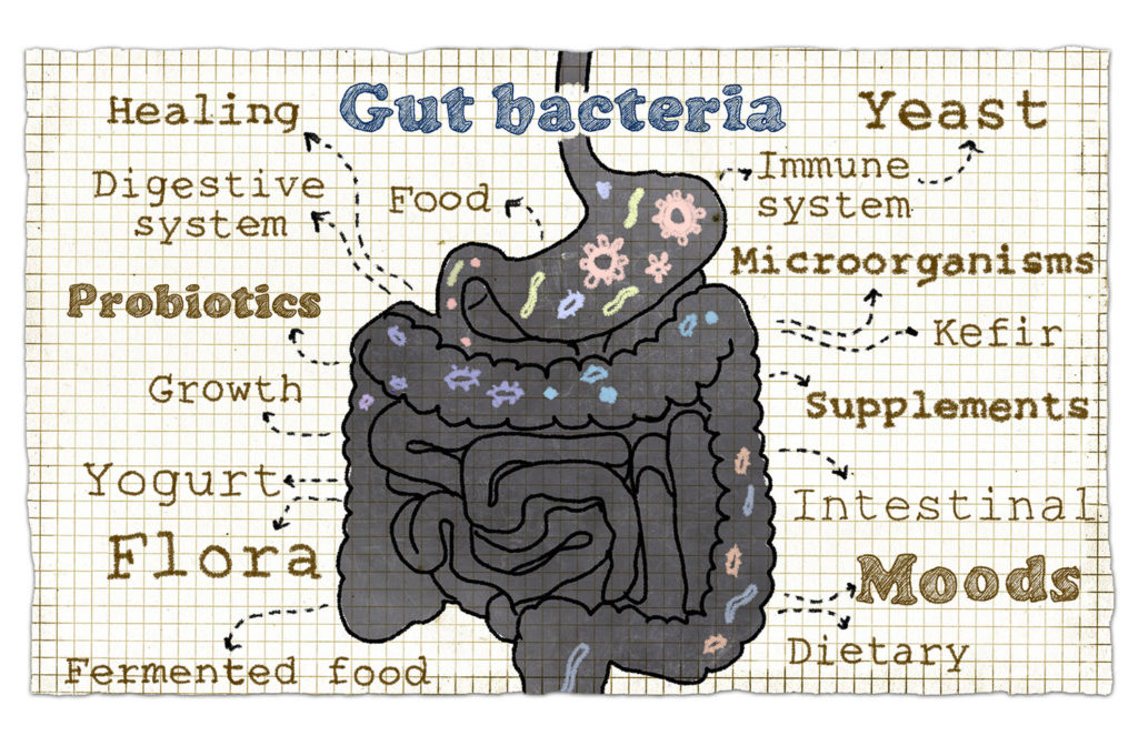 Gut Bacteria