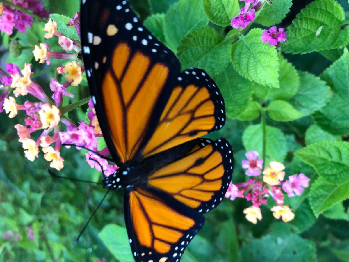 The Champion Forest HOA June Update