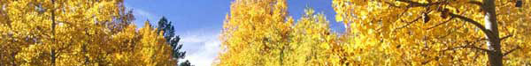 yellow-trees.jpg