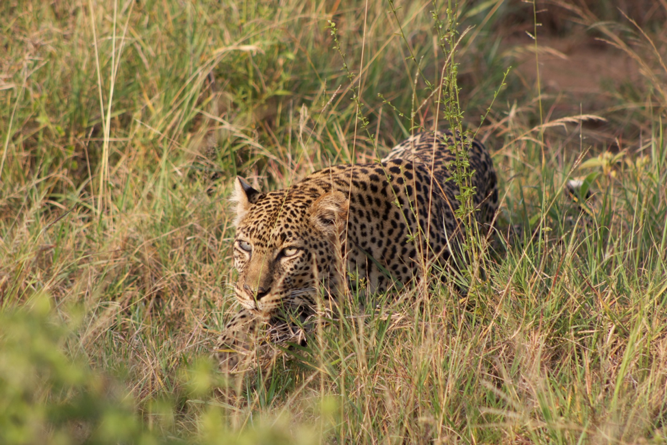 Golden Leopard in tall grass.