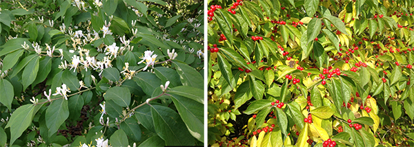 left photo: plant with dark green leaves and white blossoms, right photo: plant with lime green leaves and red blossoms