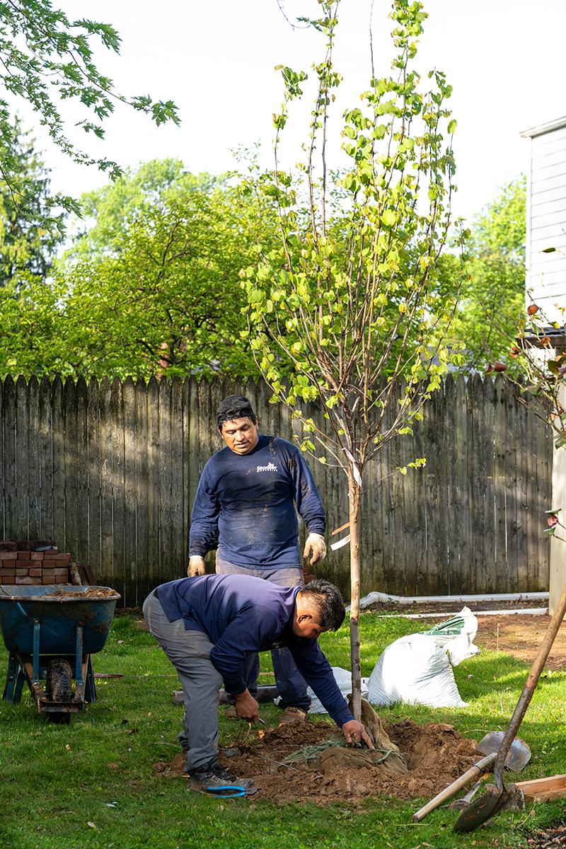 Two individuals are planting a young tree in a backyard. One person is holding the tree steady while the other works with the soil. A wheelbarrow and a bag of materials are nearby. A wooden fence and a neighboring house are in the background. 