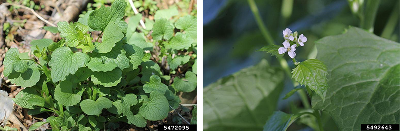 garlic mustard images: close up of leaves on left, flowering plant on right