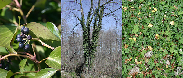 three English ivy photos, one up close of berries, one of an ivy covered tree, one close look at leaves