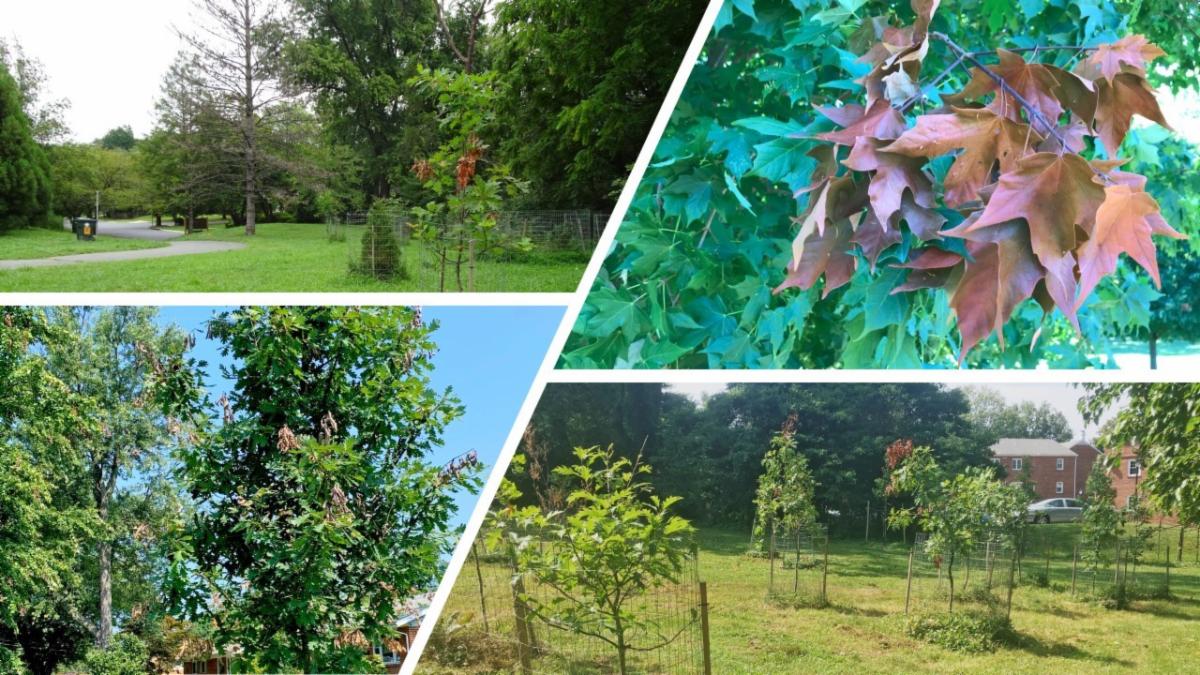 images of damaged trees and leaves from cicadas 