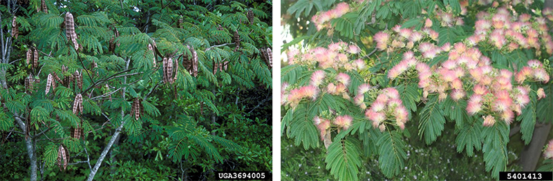 Mimosa photos: tree with seed pods on left, tree with pink blooms on right