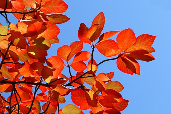  Bright orange and red autumn leaves on a tree branch against a clear blue sky.