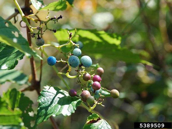 close up of plant with green leaves and blue and pink berries