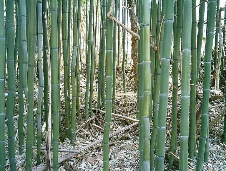 bamboo stalks