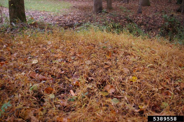 A patch of dead grass that is brown or purple in color.