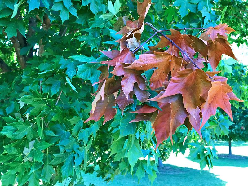 Green leaved tree with patch of brown leaves due to cicade damage
