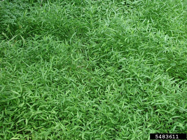 A patch of green grass