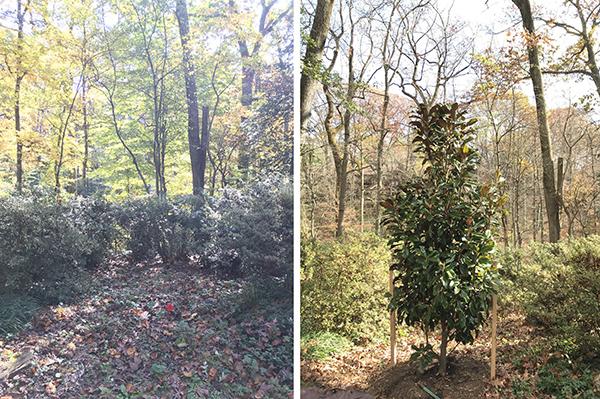 before image with no tree at center after with a planted Southern Magnolia 