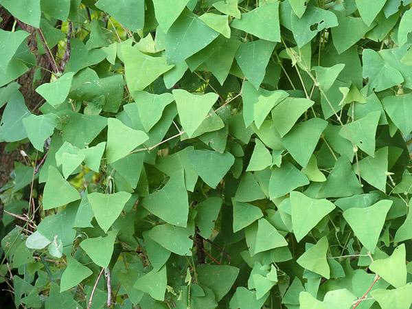 vine plant with green triangular leaves