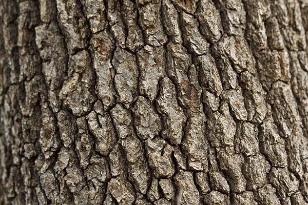 Close-up image of rough, textured tree bark with a pattern of irregular, cracked segments.