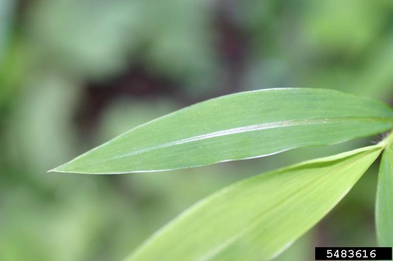 A closeup of a blade of green grass. 