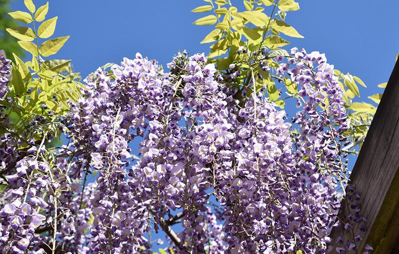 purple wisteria flowers and leaves