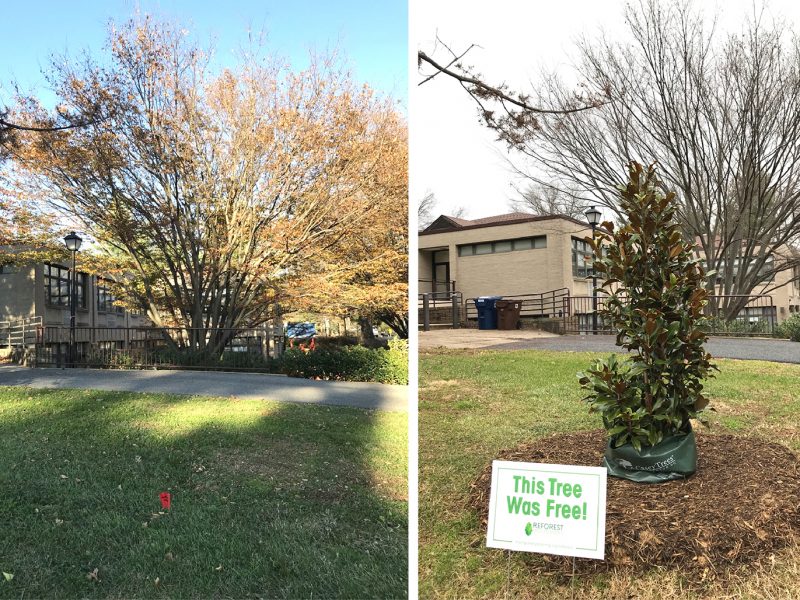 Before and after photos of bare spot on lawn and then a young tree planted in that spot