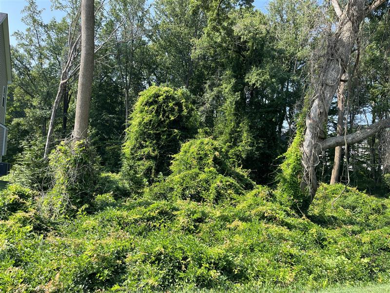 Green leafy vines blanket a forest area and vines grow up the trunk of two trees