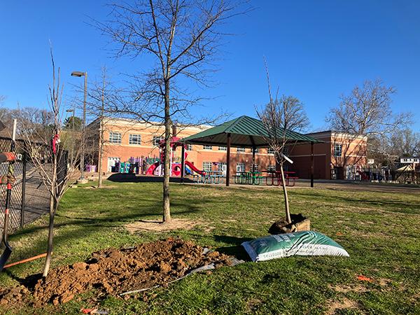 newly planted tree in front of school