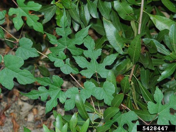 green leaves with a heart-shaped base and 3 to 5 lobes