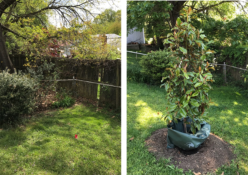 Before and after photos of bare spot on lawn marked with a small flag and then a young tree planted in that spot