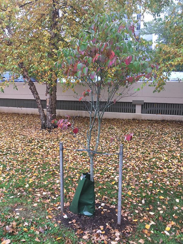 A newly planted dogwood leaves change color, surrounded by fallen leaves and a river birch tree.