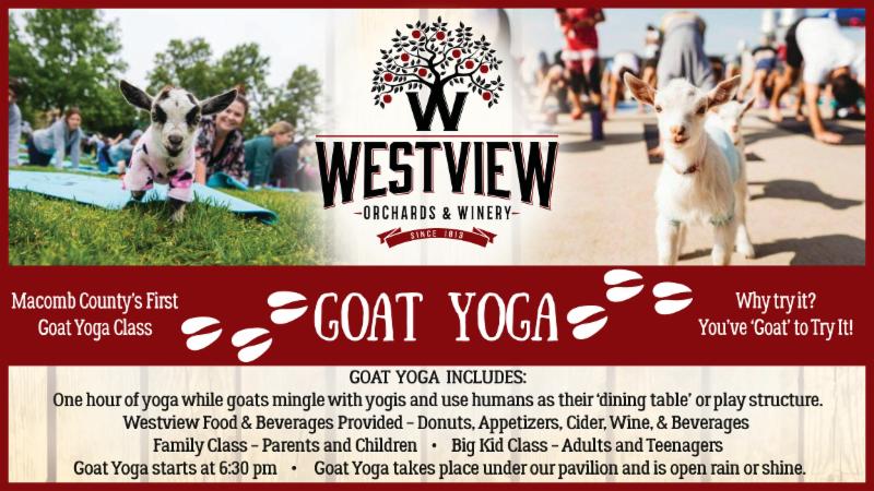 Check Out The Goat Yoga Video!