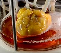 MGH Ott Lab heart grown in bioreactor