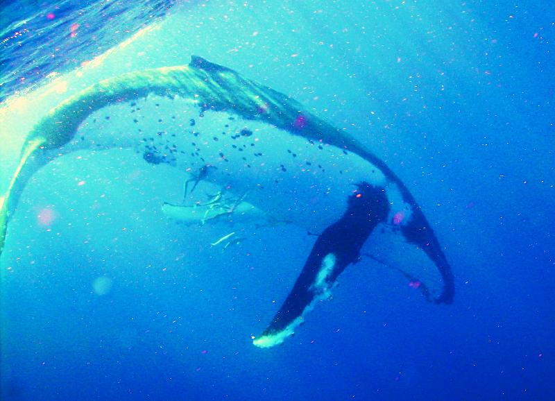 Humpback Dive