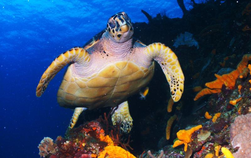 HB Turtle, Cozumel