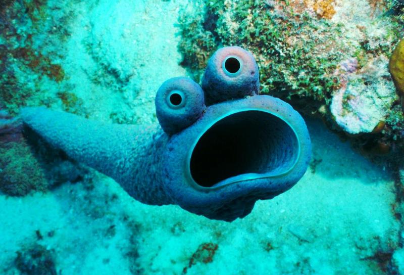 Purple Tube Sponge
