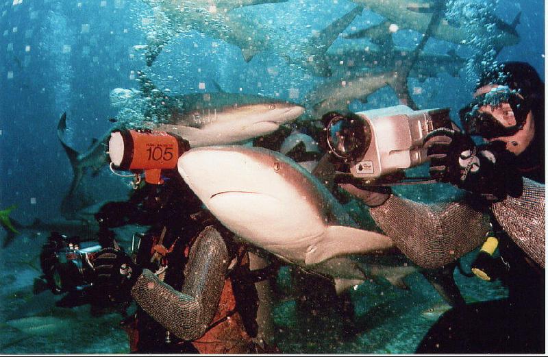 Shark Between Photographers
