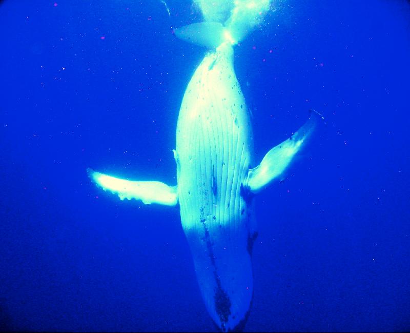 Humpback Diving