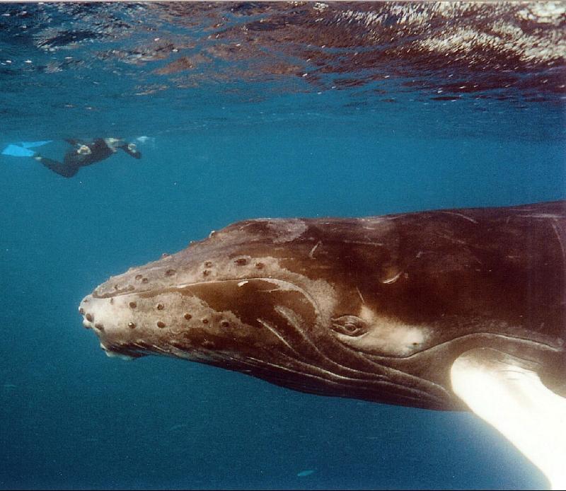 Baby Humpback