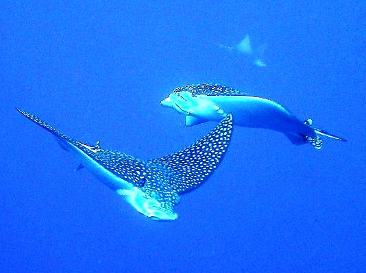 Eagle rays checking us out