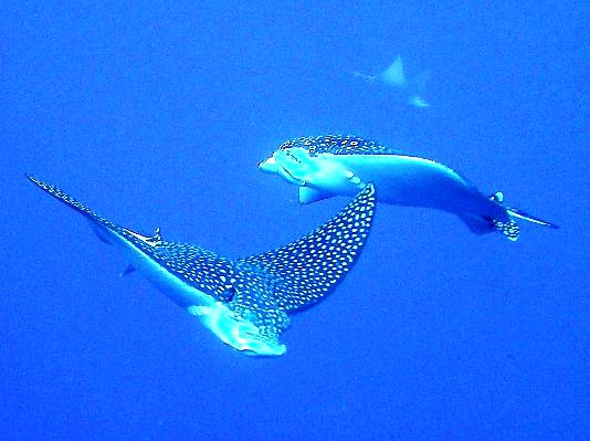 Eagle rays checking us out