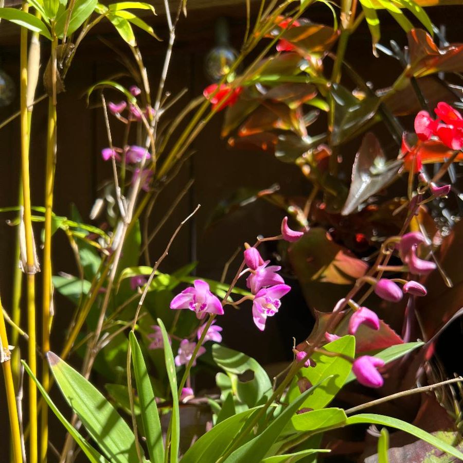 pink and red orchid blooms