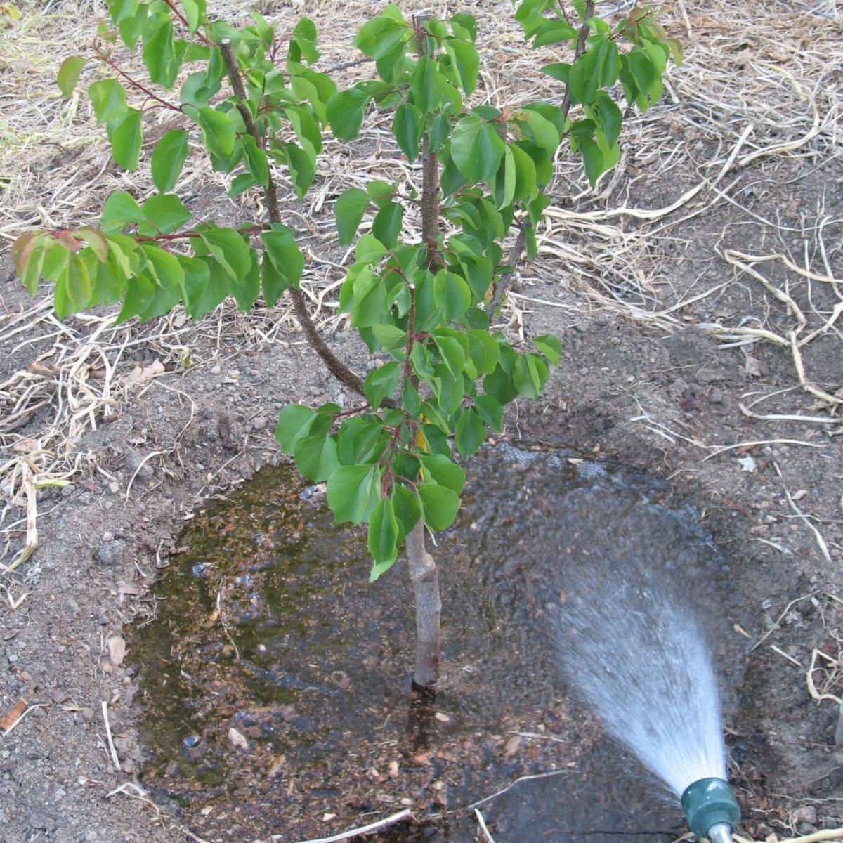 Hose shower head watering young tree.