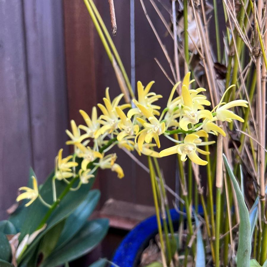 A cluster of small, yellow orchid blooms