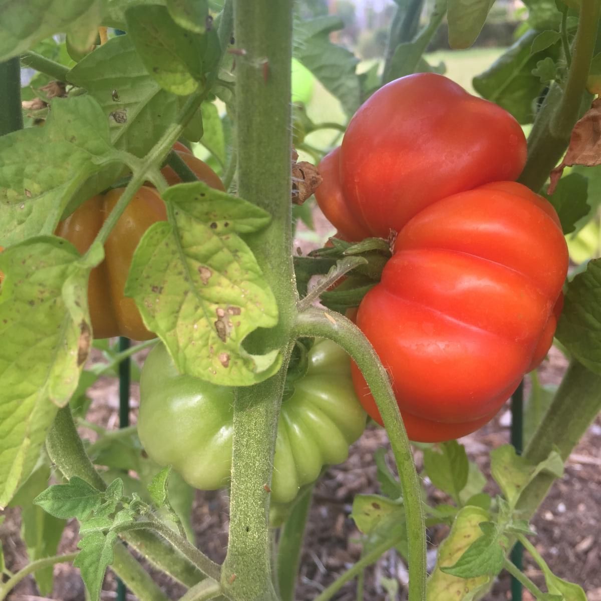 A green and a red tomato attached to tomato vine. 