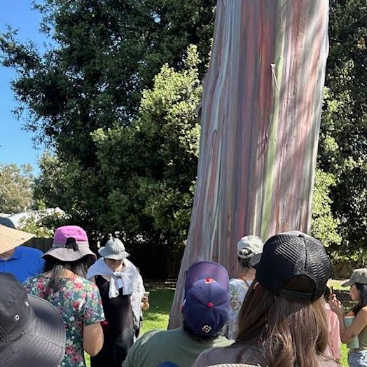 Group of people gathered in front of Rainbow Gum tree.