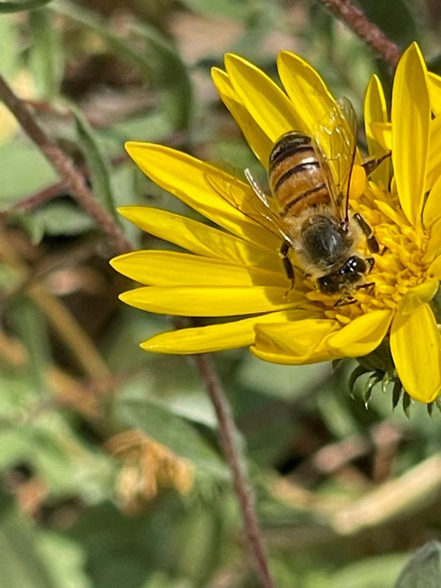 Honey bee in the center of a yellow flower.