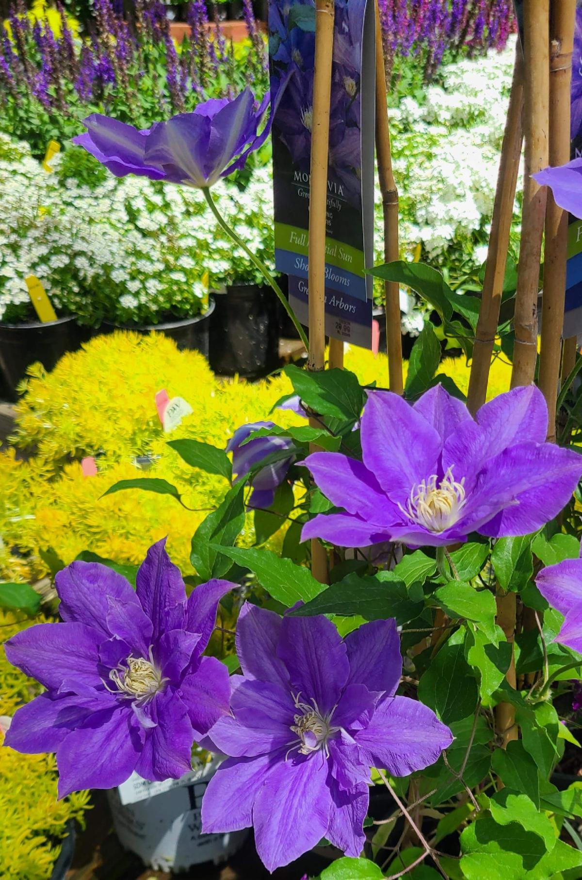 Mother's Day Gifts, Pollinator & Perennial Plants, Veggies & Herbs, Annual Flowers, Container