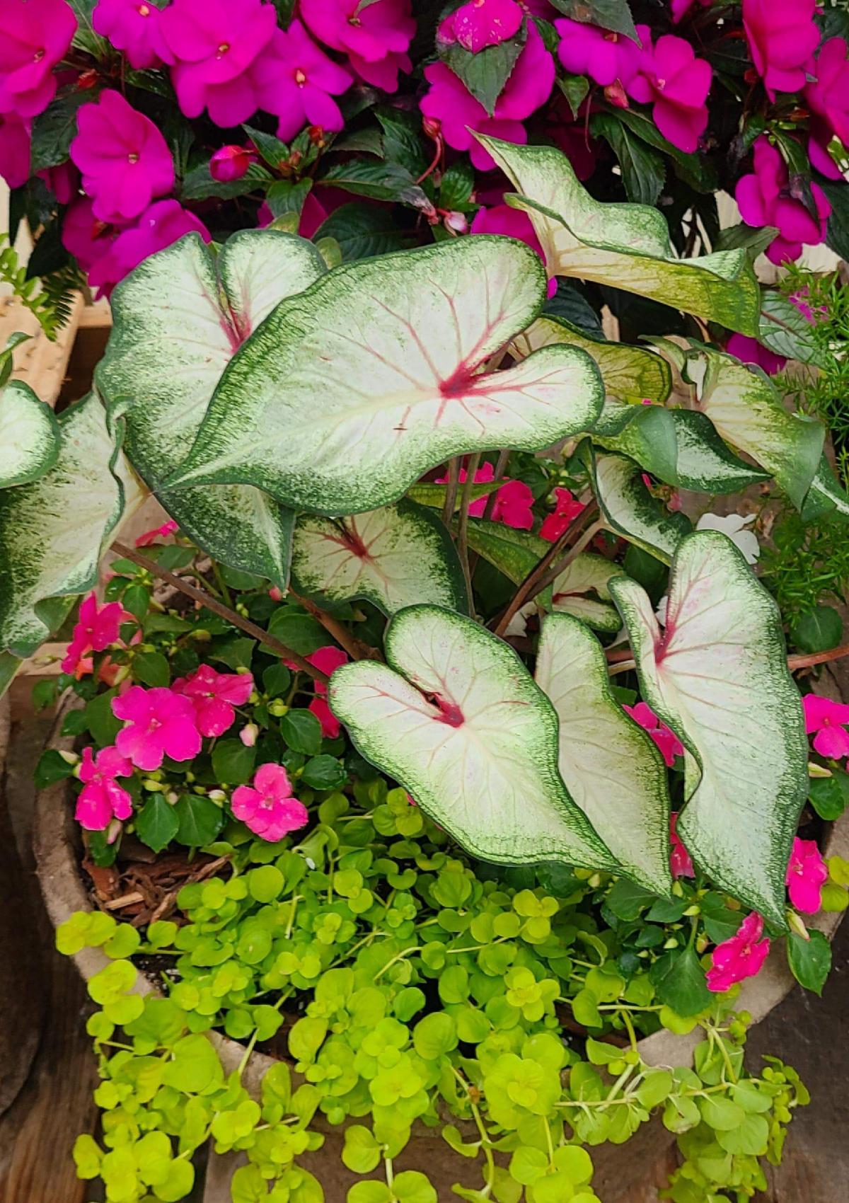 Mother's Day Gifts, Pollinator & Perennial Plants, Veggies & Herbs, Annual Flowers, Container