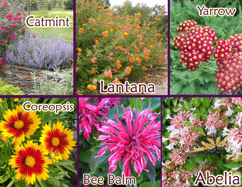 Mother's Day Gifts, Pollinator & Perennial Plants, Veggies & Herbs, Annual Flowers, Container