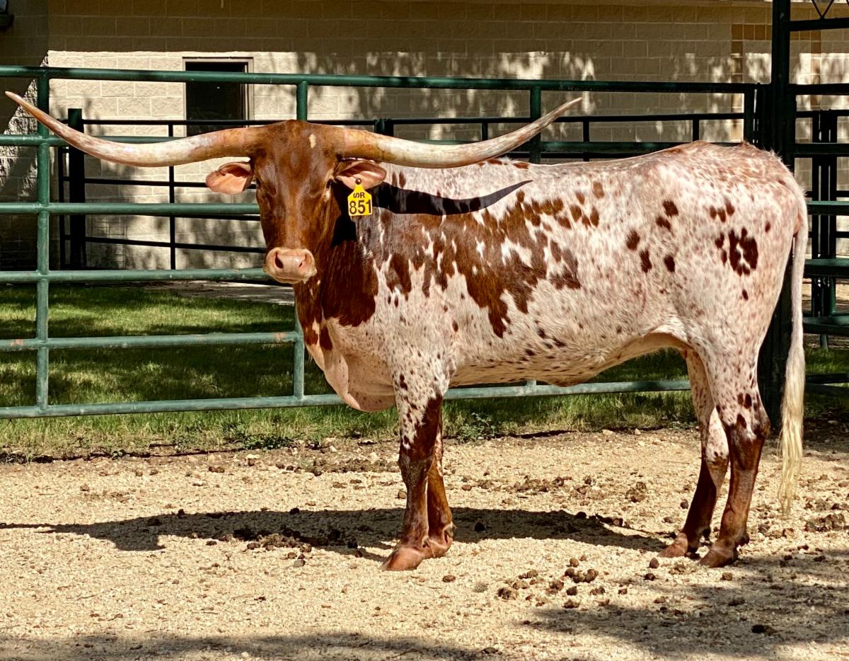Struthoff Ranch is going to the 2021 Legends Longhorn Sale!