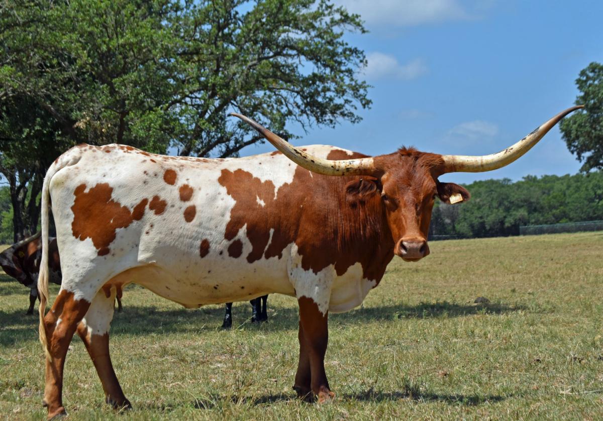 Struthoff Ranch is going to the 2022 Texoma Spring Classic Longhorn Sale