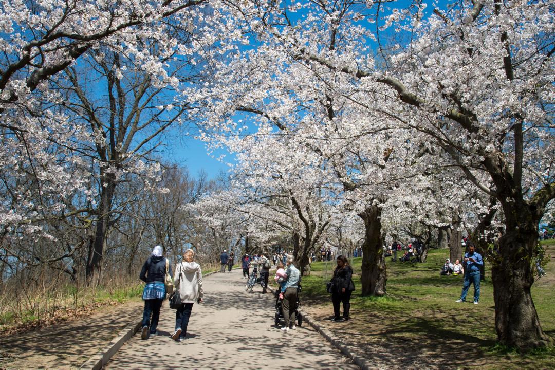 Image of cherry blossom trees