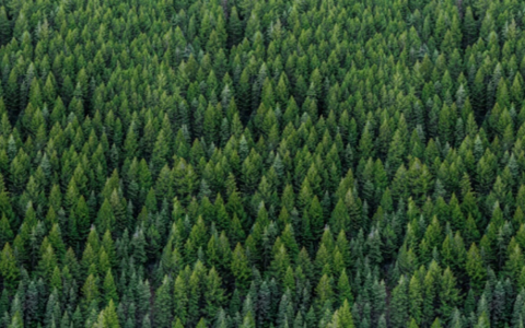 dense forest of evergreen trees viewed from above with varying shades of green and tightly packed together